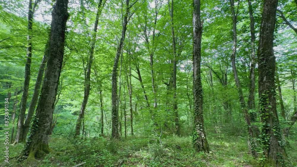 Green trees in the forest in summer. Birdsong. Green trees in the forest in summer. Birdsong.