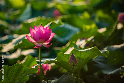 In summer, red lotus flowers are particularly bright against the backdrop of green lotus leaves
