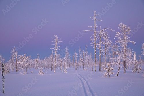 A winter swamp in the polar night light