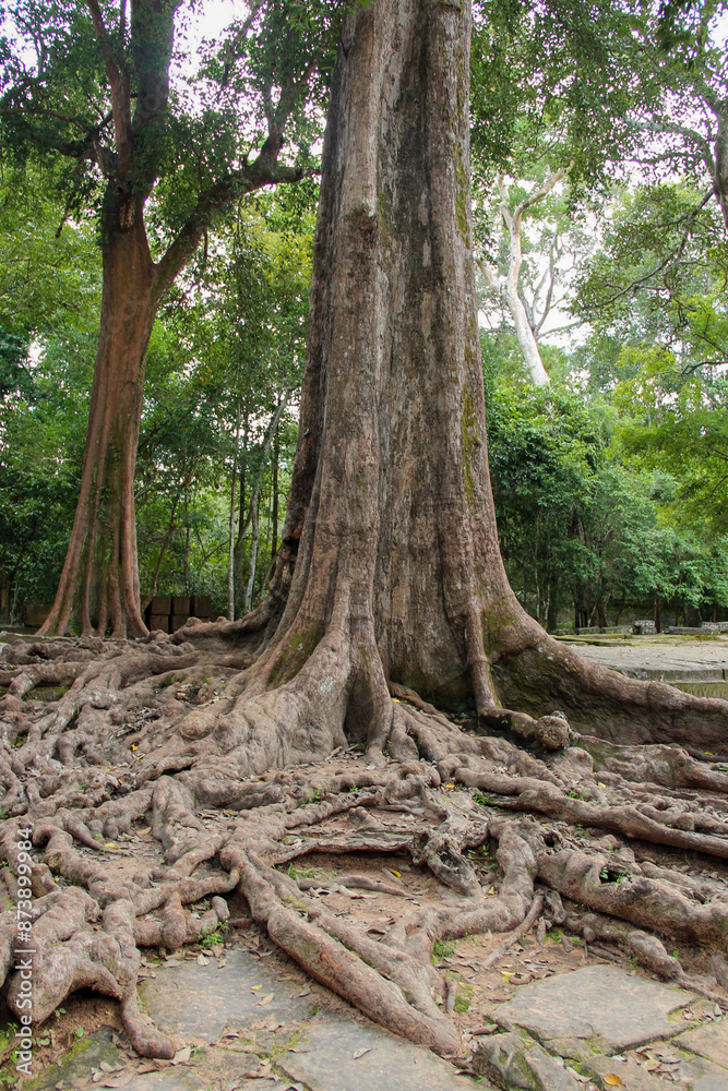 Fototapeta premium bayon roots in the forest