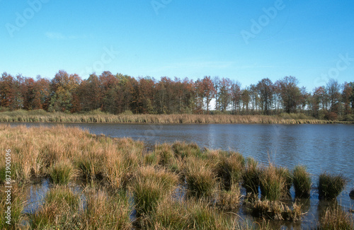 Etang, Dombes, 01, Ain, France