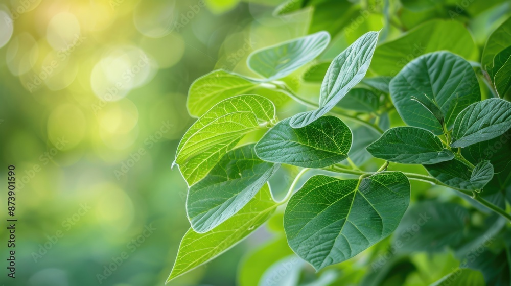 Fototapeta premium Soybean Leaves. Detailed Closeup of Fresh Bright Herb Foliage in Garden Environment