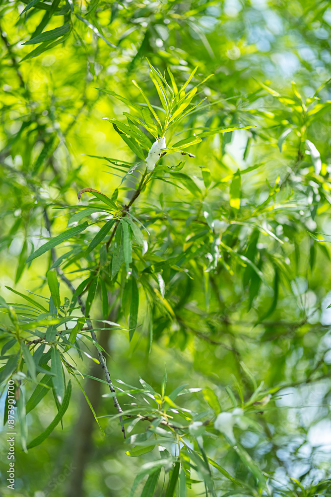 Leaves from weeping willow tree. Leaves from weeping willow tree.