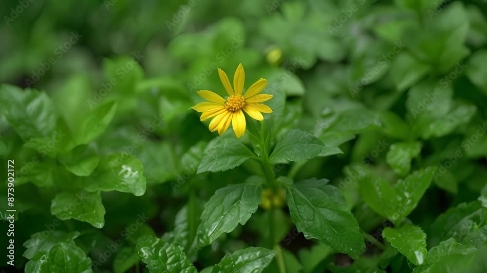 A closeup of a small yellow flower with pointed petals growing a a bed of lush green herbs.