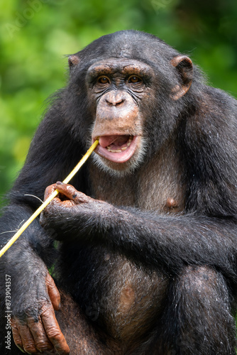 Common Chimpanzee - Pan troglodytes, popular great ape from African forests and woodlands, Kibale forest, Uganda. photo