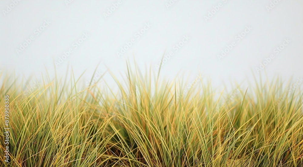 Obraz premium grass in the wind