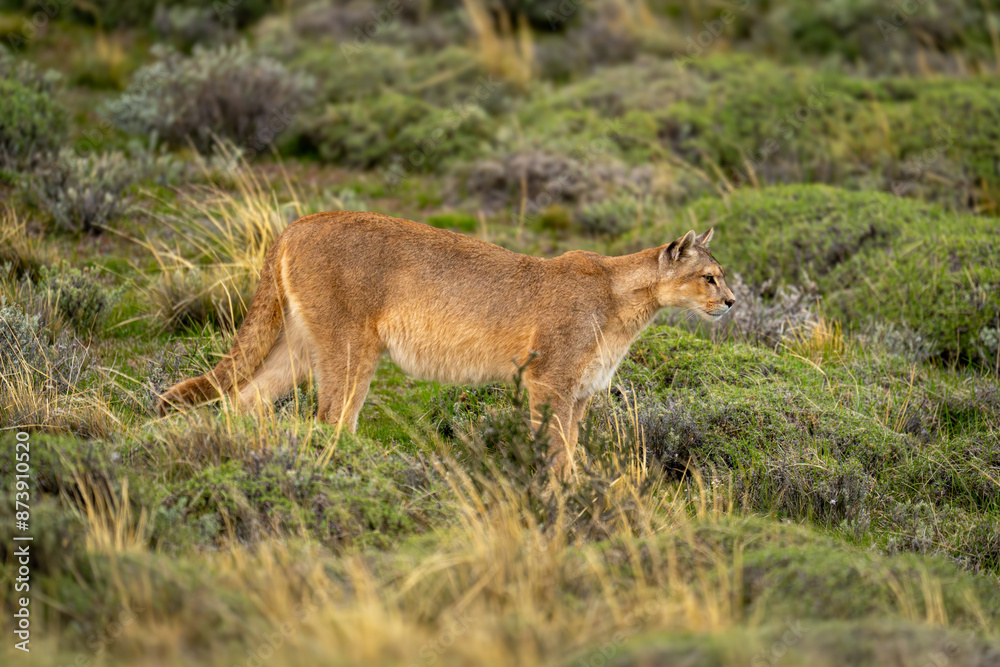 Puma stands in bushy scrubland staring ahead Puma stands in bushy scrubland staring ahead