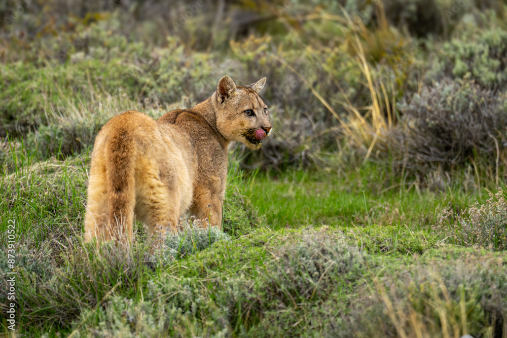 Puma stands licking lips in bushy scrubland Puma stands licking lips in bushy scrubland