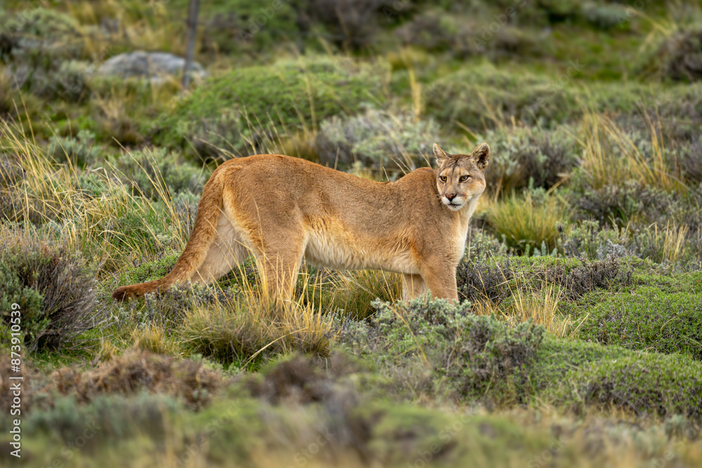 Fototapeta premium Puma stands looking back on bushy scrubland