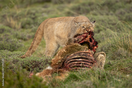 Puma stands pulling apart carcase on scrubland