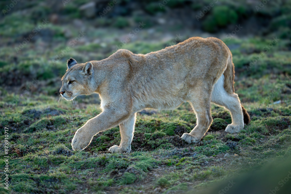 Naklejka premium Puma walks down grassy hill lifting paw