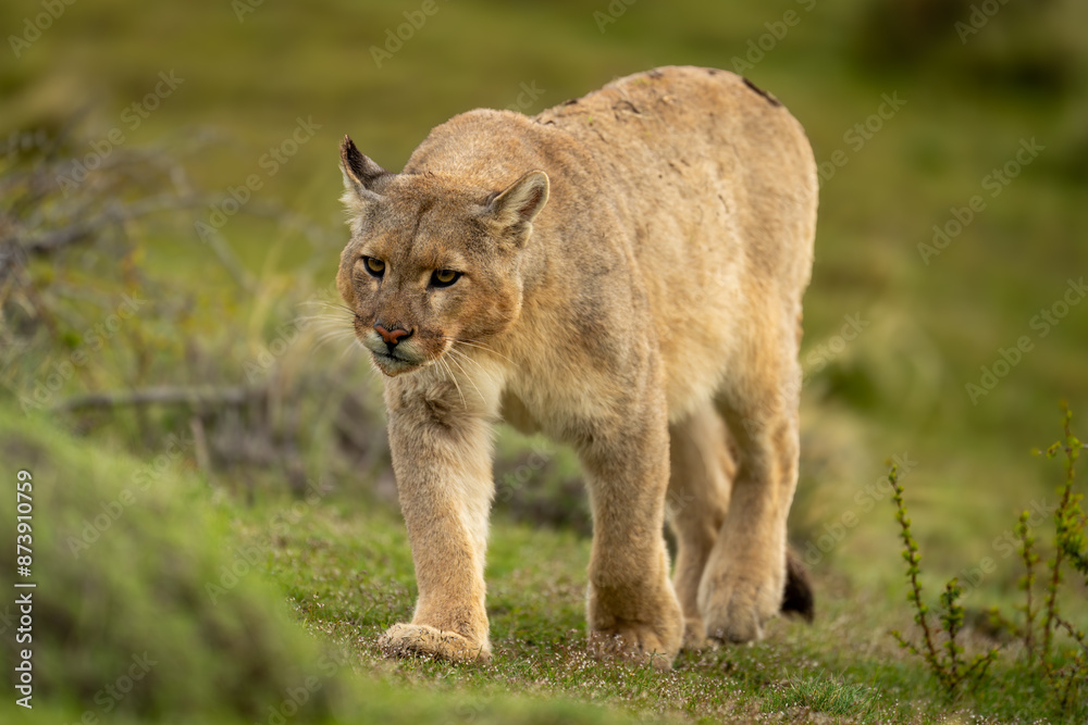 Naklejka premium Puma walks up grassy slope tilting head