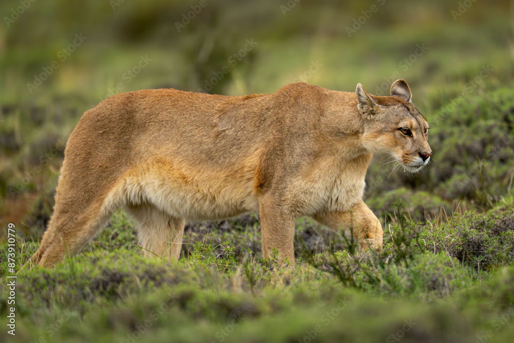 Fototapeta premium Puma walks through thick bushes lifting paw