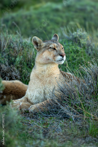 Puma with catchlight lies staring among bushes