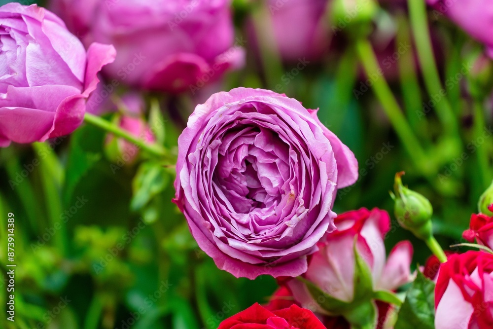 Purple Rose in Bloom Purple Rose in Bloom