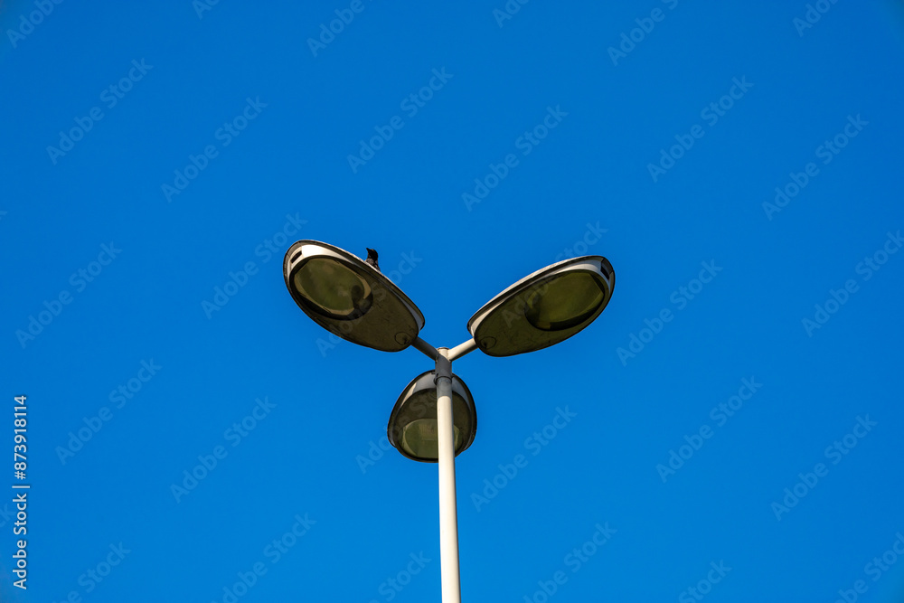 Urban Wildlife: Bird Perched on a Streetlight Urban Wildlife: Bird Perched on a Streetlight