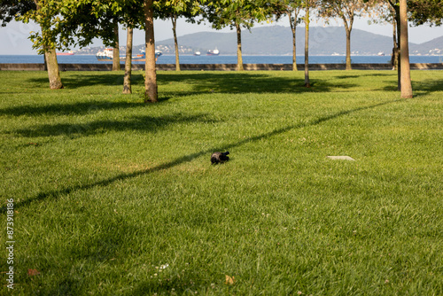 Seaside Park with a Bird on the Grass