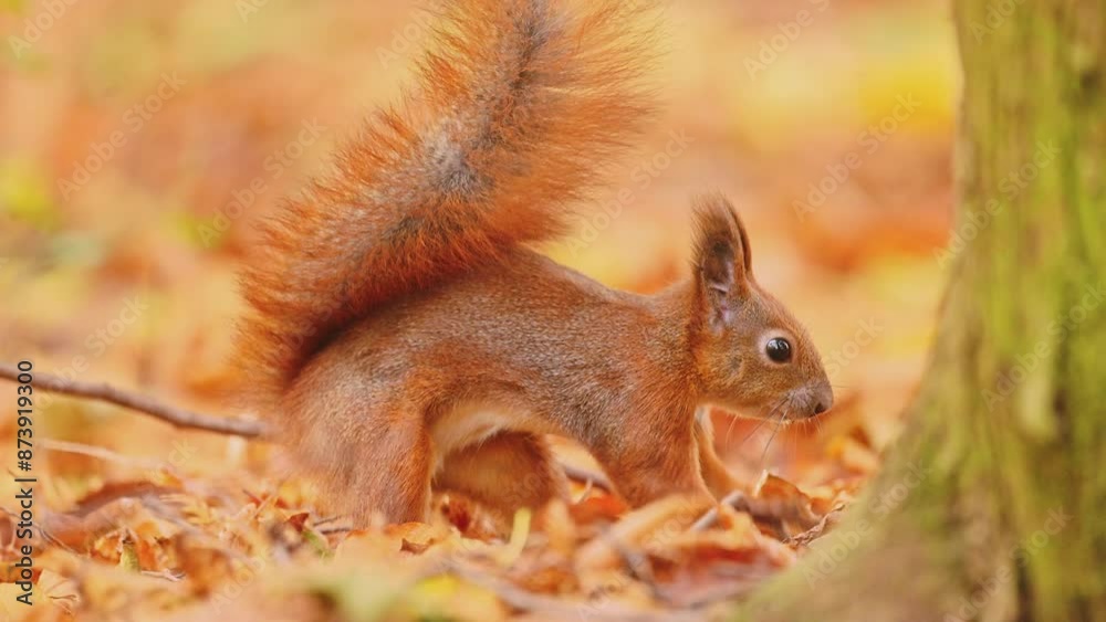 Funny red squirrel burying a nut in the leaves Funny red squirrel burying a nut in the leaves