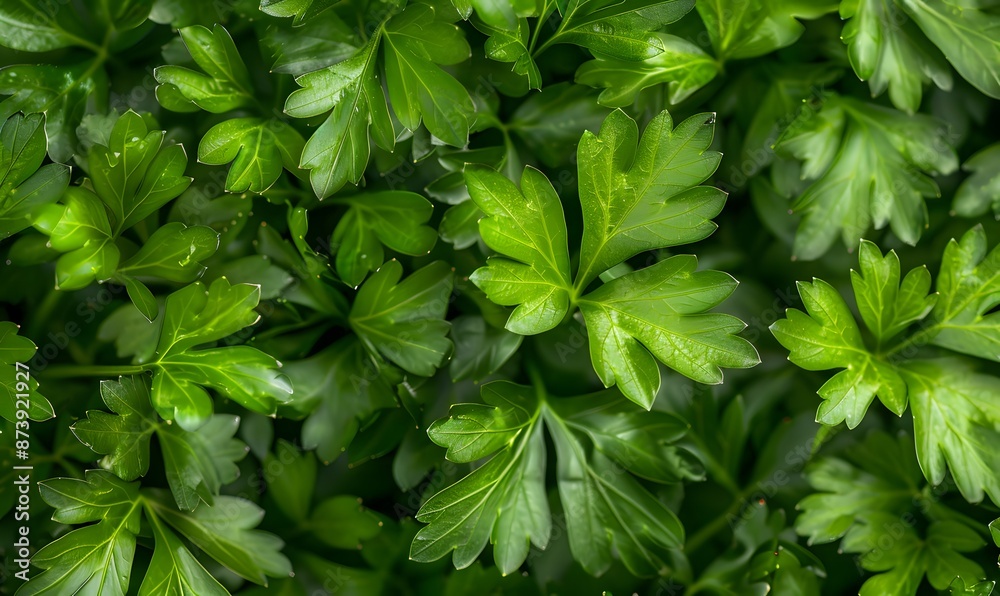 Fresh green parsley leaves, Generative AI Fresh green parsley leaves, Generative AI