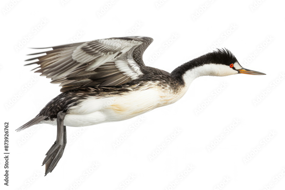 Obraz premium A grebe mid-dive, body streamlined, isolated on a white background