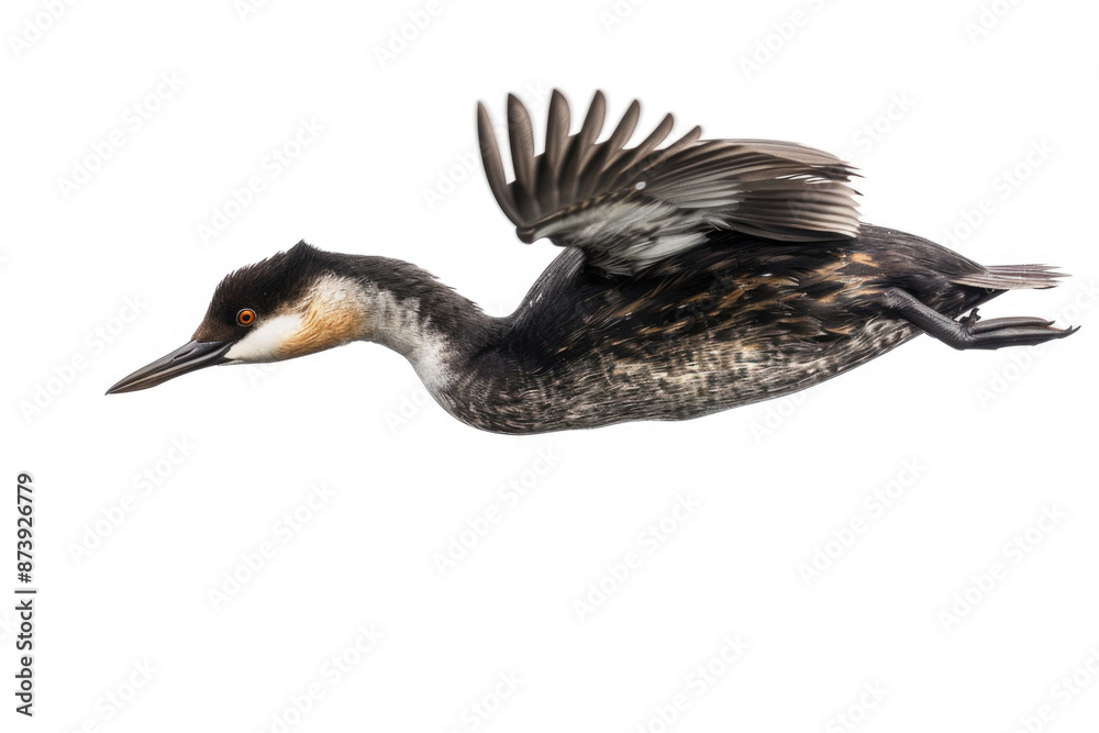 A grebe mid-dive, body streamlined, isolated on a white background A grebe mid-dive, body streamlined, isolated on a white background