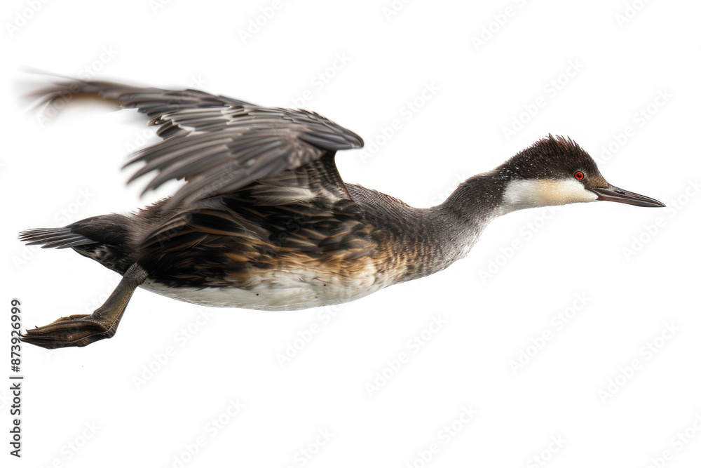 Fototapeta premium A grebe mid-dive, body streamlined, isolated on a white background