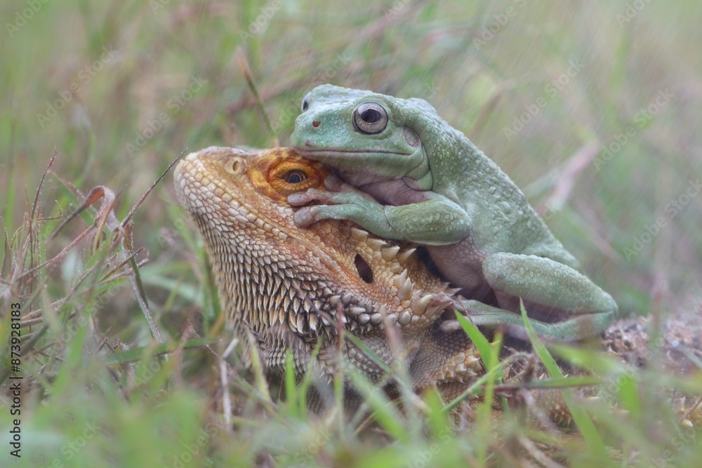 Dumpy frog and bearded dragon on the grass Dumpy frog and bearded dragon on the grass
