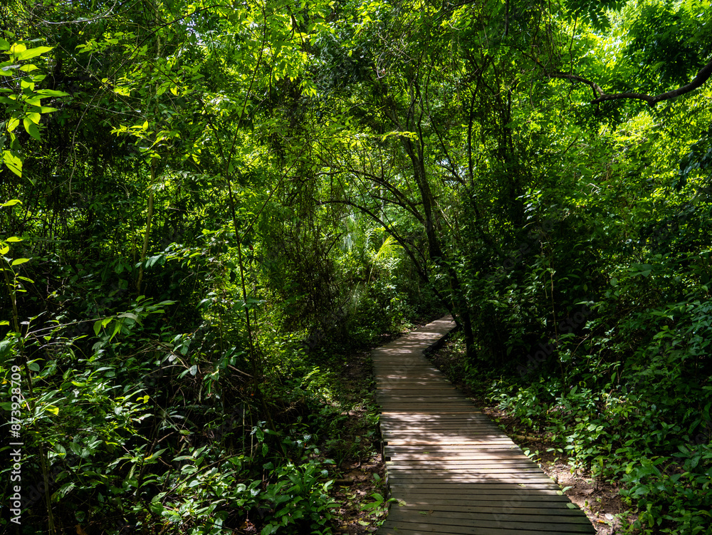 Fototapeta premium Rainforest in Tayrona National Park in Colombia.