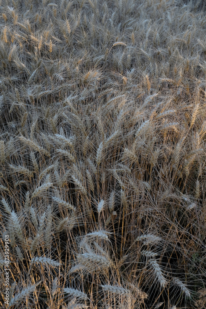 The photograph shows a field of barley. The sun's rays play on the golden ears of barley. Each spikelet is carefully drawn, perfectly expressing the beauty and fertility of this grain crop. The photograph shows a field of barley. The sun's rays play on the golden ears of barley. Each spikelet is carefully drawn, perfectly expressing the beauty and fertility of this grain crop.