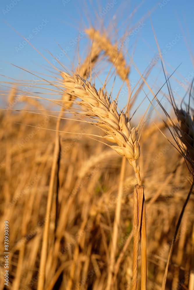 The photograph shows a field of barley. The sun's rays play on the golden ears of barley. Each spikelet is carefully drawn, perfectly expressing the beauty and fertility of this grain crop. The photograph shows a field of barley. The sun's rays play on the golden ears of barley. Each spikelet is carefully drawn, perfectly expressing the beauty and fertility of this grain crop.