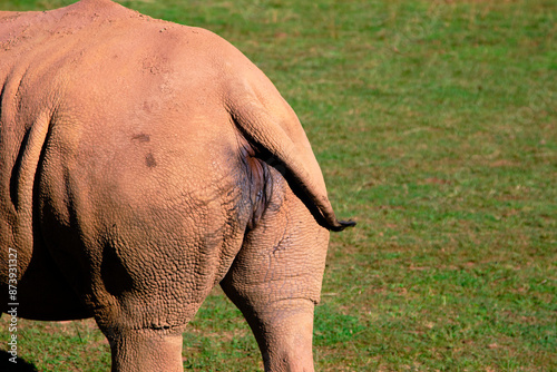 A white rhino is walking in a field with its tail hanging down.