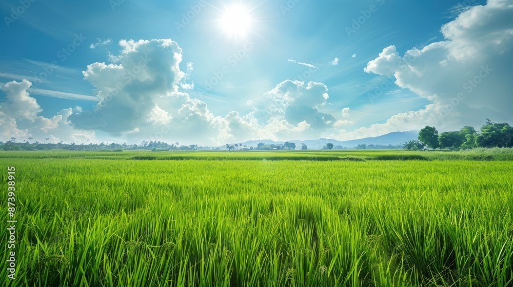 Obraz premium Rice Paddy In Southeast Asia, With Vibrant Green Fields And Blue Skies