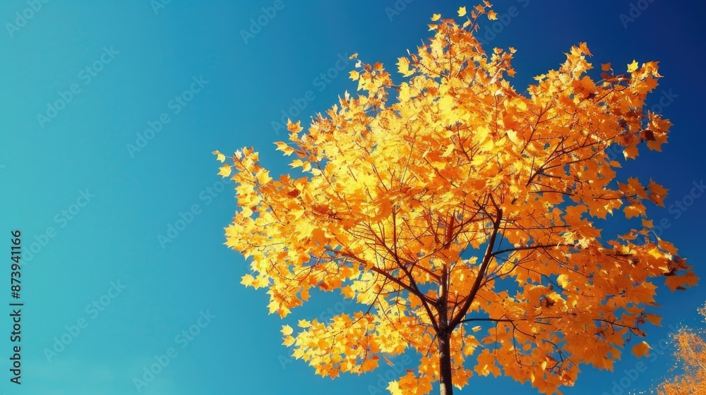 Yellow Tree in Autumn Forest. Fall Landscape with Blue Sky and Yellow Leaves Yellow Tree in Autumn Forest. Fall Landscape with Blue Sky and Yellow Leaves