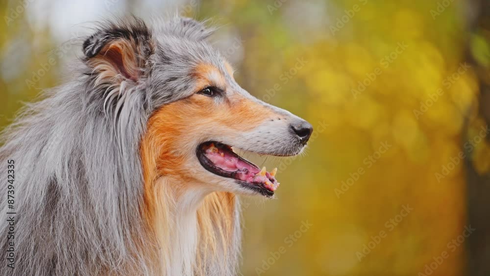Collie, Scottish Shepherd dog in the autumn park Collie, Scottish Shepherd dog in the autumn park