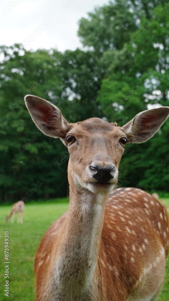 deer in the woods deer in the woods
