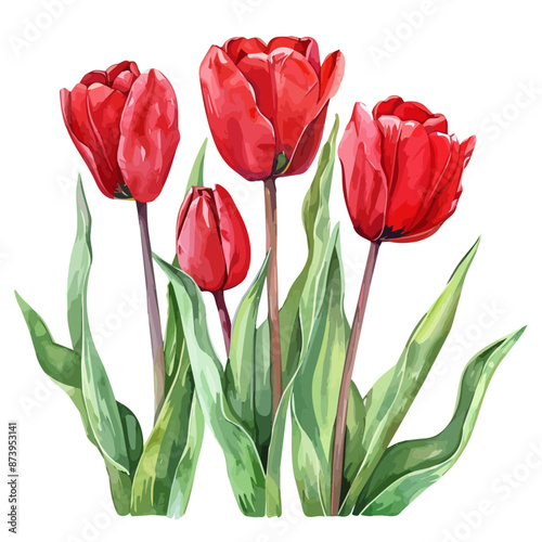 Watercolor vector of red tulips flower, isolated on a white background, design art, drawing clipart, Illustration painting, Graphic logo, tulips vector 