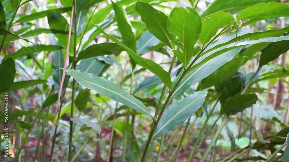 cardamom tree in the forest cardamom tree in the forest