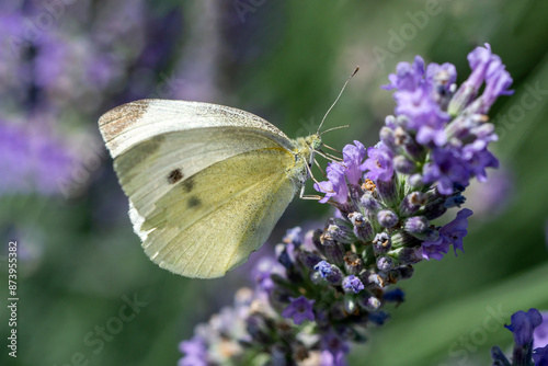 Small white butterfly (Pieris rapae) sitting on lavender blossom