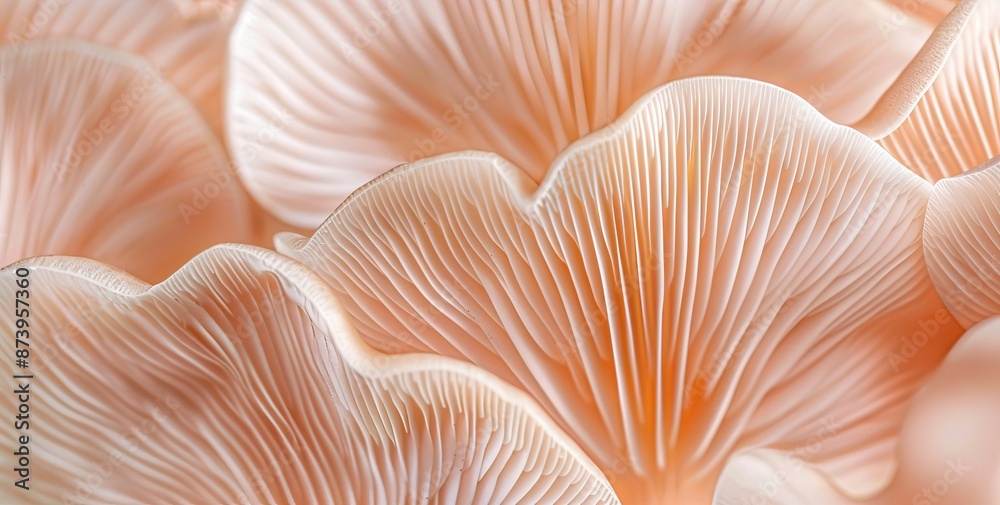 Micro Sajor-caju mushrooms. Background image with texture pattern concept, beautiful in nature. Micro Sajor-caju mushrooms. Background image with texture pattern concept, beautiful in nature.