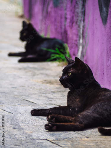 black cats on the city