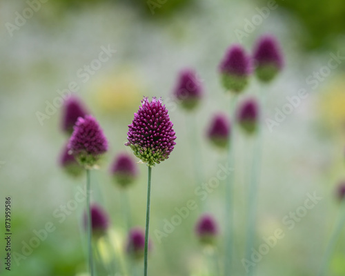 Round-headed garlic (Allium sphaerocephalon) flowers. Allium sphaerocephalon, known as round-headed leek, round-headed garlic, ball-head onion, drumstick allium. Wallpaper. photo