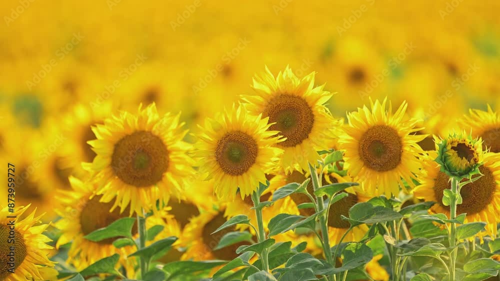 Beautiful field of blooming sunflowers, summertime Beautiful field of blooming sunflowers, summertime