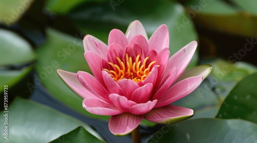 The beauty of a water lily blossom