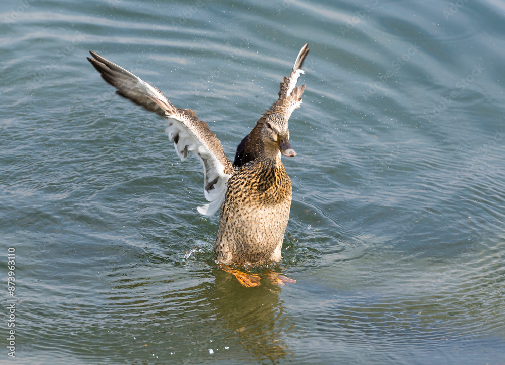 custom made wallpaper toronto digitalDuck with Outstretched Wings on the Water in a Sunny Day in Locarno, Ticino, Switzerland.