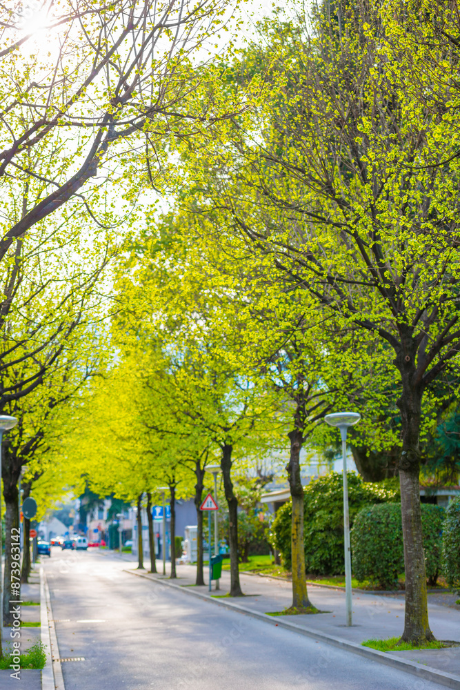 Fototapeta premium City Street with Trees in a Sunny Spring Day in Locarno, Ticino, Switzerland.