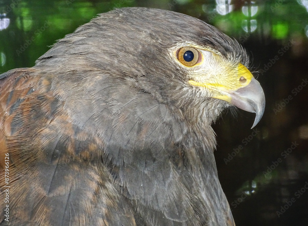 Fototapeta premium Harris's hawk (Parabuteo unicinctus) head. Animal