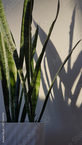 Close-up view of an evergreen flower - sansevieria in a white pot on a white background at sunset