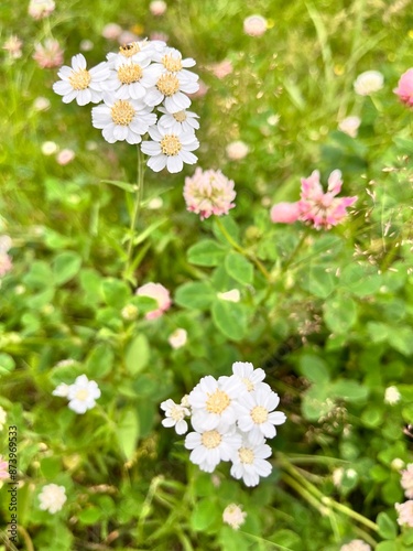 Blooming white Achillea ageratifolia. Wildflowers. Floral wallpaper