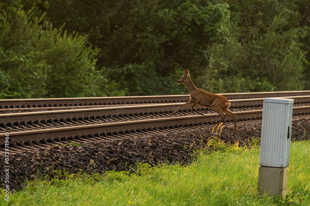 Viele Rehe sterben bei Unfällen mit Zügen