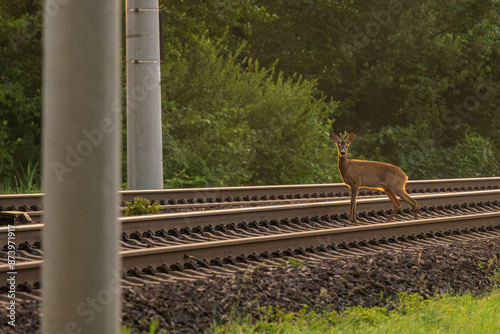 Obraz na płótnie Ein Reh überschreitet Eisenbahngleise w salonie